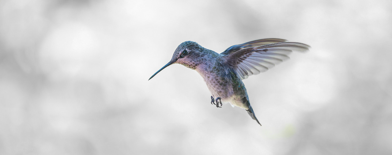 Meet Hummingbird -  Poduct overview