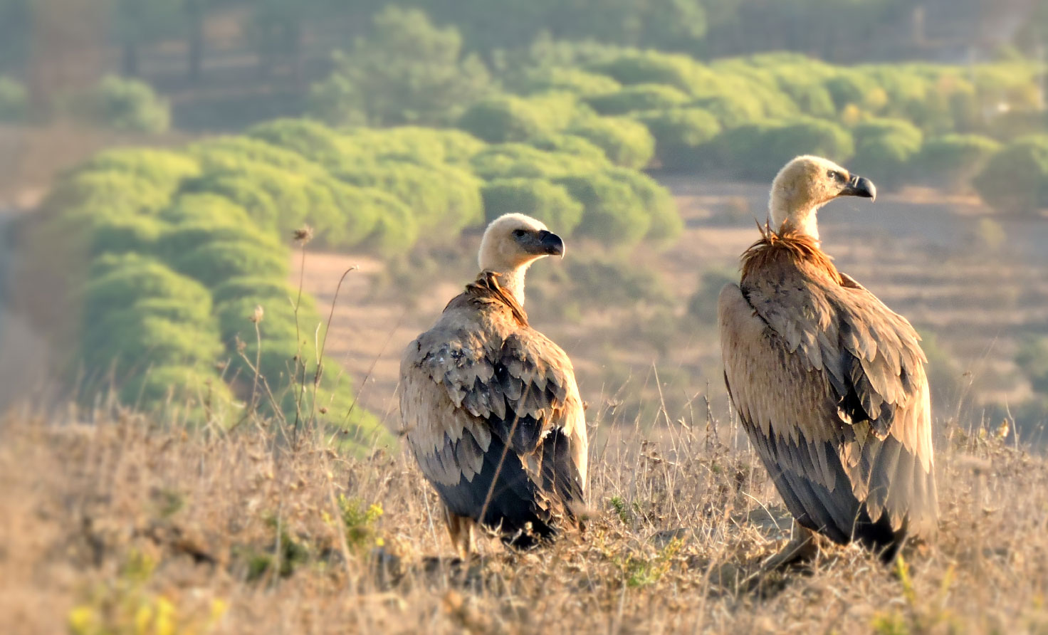 Griffon Vultures