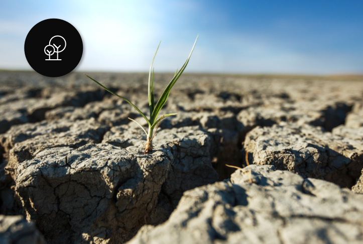 Drought & Heat Adaptation